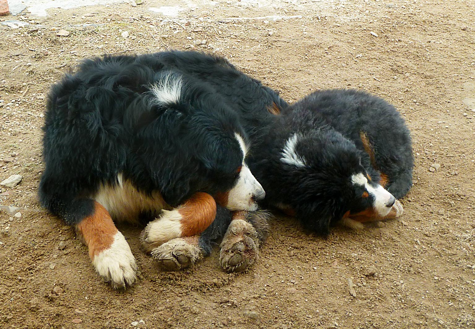 37_Samson a Tara (2 roky a 2 měsíce)