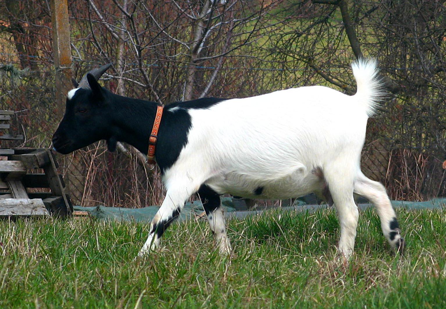 04_matka Apolenka (majitelka Pavelková)