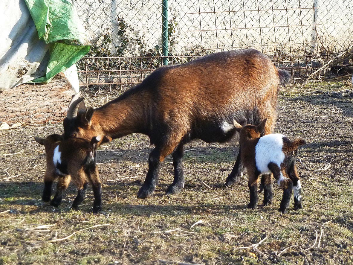 12_Apolenka s kůzlaty